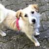 CORINNA, Mix, geb. 07/2025