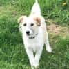 CORINNA, Mix, geb. 07/2025