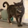 AUBE