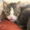 TITOU