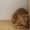 MINOU