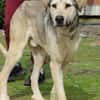 ASLAN