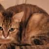 AYA jeune chatte