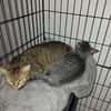 AYA jeune chatte