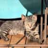 KALIN chaton