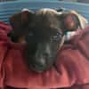 SNOOP, CHIOT MÂLE BERGER CRÉOLE