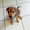 LUMA, chiot femelle Berger Créole