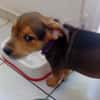 LUMA, chiot femelle Berger Créole
