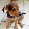 LUMA, chiot femelle Berger Créole