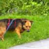 Gloria 6-jährige franz Bull Mix