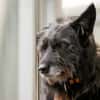Mariechen sucht ein Zuhause