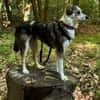 LORELEI * Verschmuste Sie in Tricolor