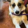 Anfängerhund DARCY in PLZ 55483 🆘‼