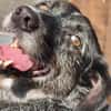 Ignis sucht ruhiges, stabiles Zuhause