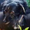 Ignis sucht ruhiges, stabiles Zuhause