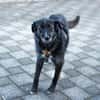 Ignis sucht ruhiges, stabiles Zuhause