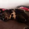 Ignis sucht ruhiges, stabiles Zuhause