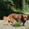 Ricki / Pici sucht Paten