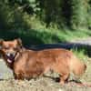 Ricki / Pici sucht Paten