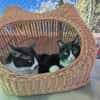 Liebes Katzenpaar Quica & Quico