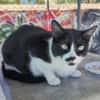 Liebes Katzenpaar Quica & Quico