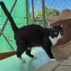 Liebes Katzenpaar Quica & Quico