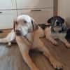 Daisy Mae sucht ihr Für-immer-Zuhause
