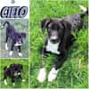 CIELO -rundum tolles Hundekind-