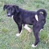 CIELO -rundum tolles Hundekind-