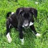 CIELO -rundum tolles Hundekind-