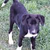 CIELO -rundum tolles Hundekind-