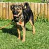 ELLIE -Rundum tolles Hundekind-