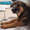 ELLIE -Rundum tolles Hundekind-