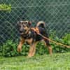 ELLIE -Rundum tolles Hundekind-