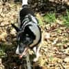 Lobita sucht ein ruhiges Zuhause