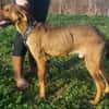 Bracken-Mix Sisco ist ein Sonnenschein!