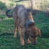 Bracken-Mix Sisco ist ein Sonnenschein!
