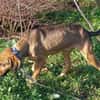 Bracken-Mix Sisco ist ein Sonnenschein!