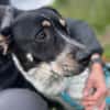 MAZIE -Lieb, sozial & lebensfroh-