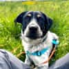 MAZIE -Lieb, sozial & lebensfroh-