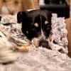 MAZIE -Lieb, sozial & lebensfroh-