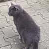 BLUE sucht sein Zuhause