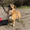 verschmuster Charlie sucht sein Zuhause!