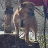 verschmuster Charlie sucht sein Zuhause!