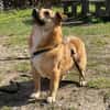 verschmuster Charlie sucht sein Zuhause!