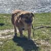 verschmuster Charlie sucht sein Zuhause!