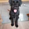 Charly, Schnauzer-Mix (geb.2020)