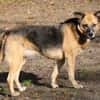 Feeny sucht liebevolles Zuhause