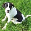 GUCCI -rundum tolles Hundekind-