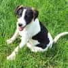 GUCCI -rundum tolles Hundekind-